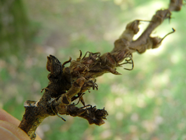 Petits bourgeons pointus dotés de petits fils. Agrandir dans une nouvelle fenêtre (ou onglet)